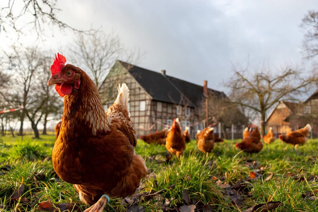 Huhn auf einer Wiese vor einem Bauernhof.